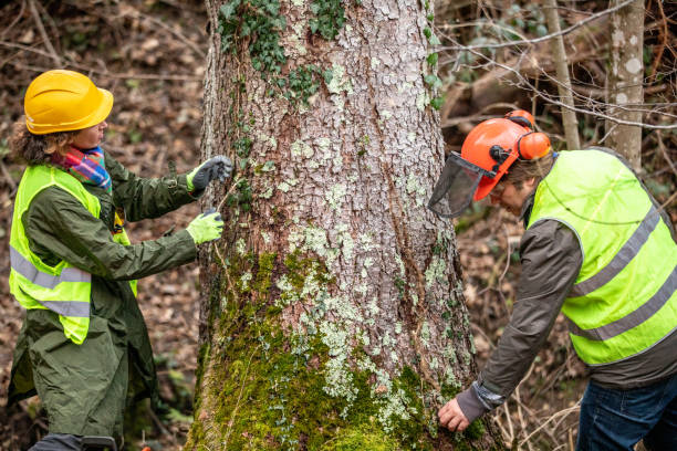 Best Tree Preservation Services  in Celina, OH