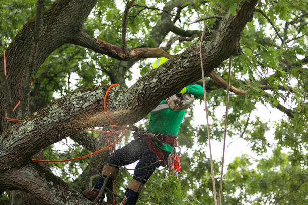 Best Emergency Tree Removal  in Celina, OH