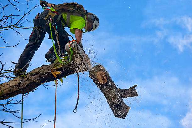 Best Tree Maintenance Programs  in Celina, OH